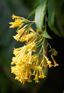 photo,material,free,landscape,picture,stock photo,Creative Commons,An orange cestrum, clove, The tropical zone, Tropical, I am gorgeous