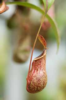 Foto, materieel, vrij, landschap, schilderstuk, bevoorraden foto,Een werper plant, Een insectivore, , Houseplant, De tropische zone