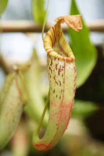 photo, la matire, libre, amnage, dcrivez, photo de la rserve,Une cruche plante, Un insectivore, , plante d'intrieur, La zone tropique