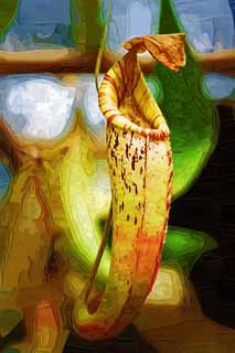 illustration,material,free,landscape,picture,painting,color pencil,crayon,drawing,A pitcher plant, An insectivore, , houseplant, The tropical zone