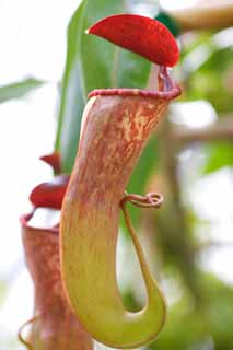 fotografia, material, livra, ajardine, imagine, proveja fotografia,Uma planta de lanador, Um insetvoro, , planta de casa, A zona tropical