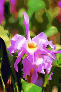 illust, materiell, befreit, Landschaft, Bild, Gemlde, Farbbleistift, Wachsmalstift, Zeichnung,,Ein cattleya, Orchidee, , Eine Orchidee, Gartenarbeit