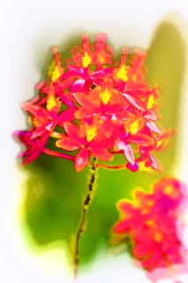 illust,tela,gratis,paisaje,fotografa,idea,pintura,Lpiz de color,dibujo,Una orqudea roja, Orqudea, , Una orqudea, Jardinera