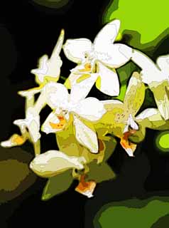 illust, matire, libre, paysage, image, le tableau, crayon de la couleur, colorie, en tirant,Une orchide blanche, orchide, , Une orchide, Jardiner