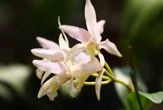 foto,tela,gratis,paisaje,fotografa,idea,Una orqudea rosa, Orqudea, , Una orqudea, Jardinera