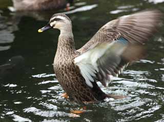 photo,material,free,landscape,picture,stock photo,Creative Commons,The flap of the duck, , duck, duck, wing