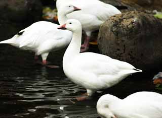 foto,tela,gratis,paisaje,fotografa,idea,Unos patos, Un ganso de nieve, Patos, , Aves acuticas