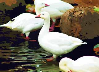 illustration,material,free,landscape,picture,painting,color pencil,crayon,drawing,a snow goose, a snow goose, duck, , waterfowl