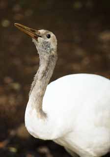 photo,material,free,landscape,picture,stock photo,Creative Commons,The young bird of the white crane with a red crest, white crane with a red crest, crane, string, white crane with a red crest