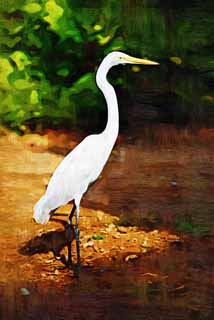 illustration,material,free,landscape,picture,painting,color pencil,crayon,drawing,A large egret, heron, , , large egret