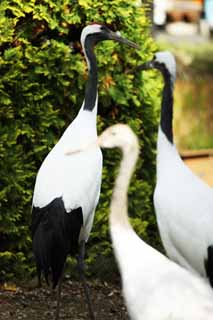 photo,material,free,landscape,picture,stock photo,Creative Commons,The family of the white crane with a red crest, white crane with a red crest, crane, string, white crane with a red crest