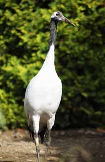 photo,material,free,landscape,picture,stock photo,Creative Commons,A Japanese crane, white crane with a red crest, crane, string, white crane with a red crest