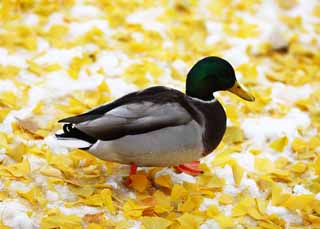 photo,material,free,landscape,picture,stock photo,Creative Commons,A mallard, duck, , , ginkgo