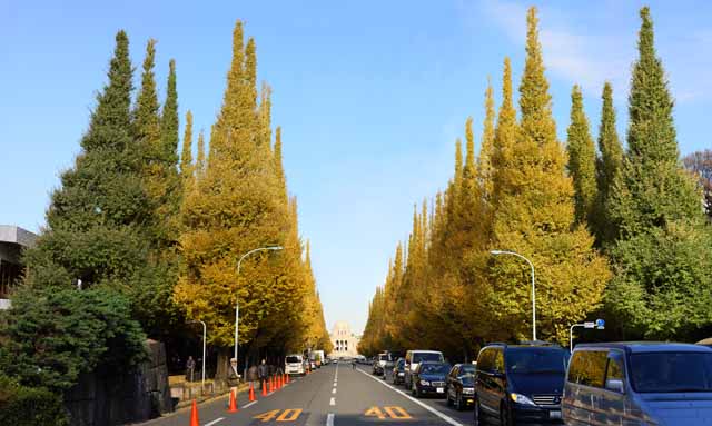 photo, la matire, libre, amnage, dcrivez, photo de la rserve,Une ligne du ginkgo du jardin externe d'arbres, ginkgo, , Jaune, arbre au bord de la route