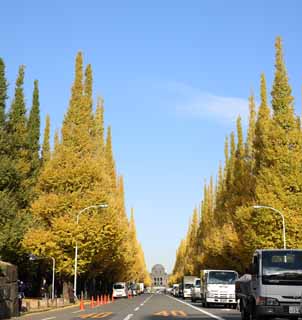 photo,material,free,landscape,picture,stock photo,Creative Commons,An outer garden ginkgo row of trees, ginkgo, ginkgo, Yellow, roadside tree