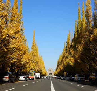 Foto, materieel, vrij, landschap, schilderstuk, bevoorraden foto,Een buitenste tuin ginkgo rij van de bomen, Ginkgo, , Geel, Berm boom