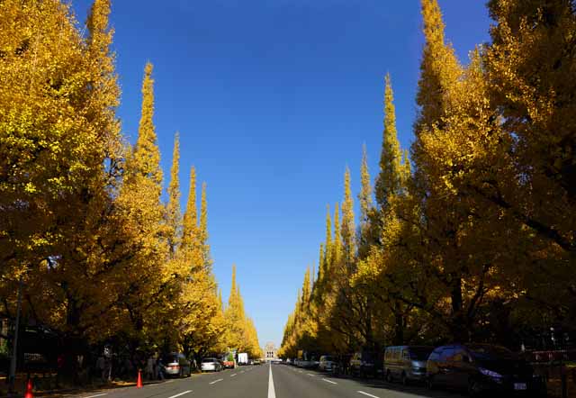photo,material,free,landscape,picture,stock photo,Creative Commons,An outer garden ginkgo row of trees, ginkgo, ginkgo, Yellow, roadside tree