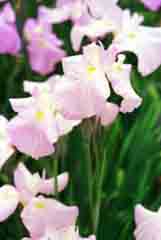 photo,material,free,landscape,picture,stock photo,Creative Commons,Season of iris flowers, white, pink, , 