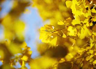 photo,material,free,landscape,picture,stock photo,Creative Commons,The yellow of a shining ginkgo, ginkgo, ginkgo, Yellow, roadside tree