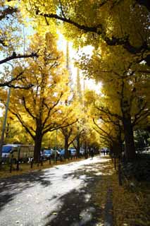 Foto, materiell, befreit, Landschaft, Bild, hat Foto auf Lager,Eine uere Garten-ginkgo-Reihe von Bumen, ginkgo, , Gelb, Baum an der Strae