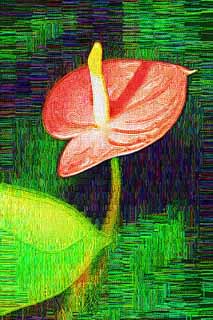 Illust, materieel, vrij, landschap, schilderstuk, schilderstuk, kleuren potlood, crayon, werkje,Een anthurium, De tropische zone, Taro, Een anthurium, Bloeischede
