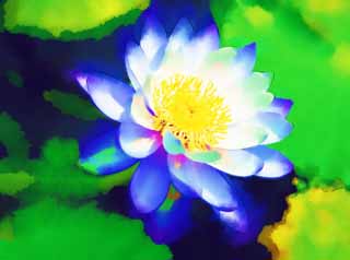 illustration,material,free,landscape,picture,painting,color pencil,crayon,drawing,A tropical water lily, , water lily, , 