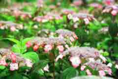 photo,material,free,landscape,picture,stock photo,Creative Commons,Hydrangea, pink, , , 