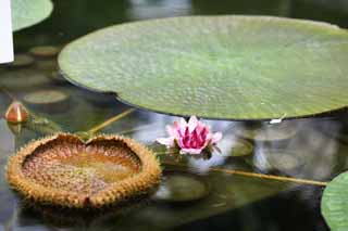 photo,material,free,landscape,picture,stock photo,Creative Commons,A Victoria lily, greenhouse, The tropical zone, , 