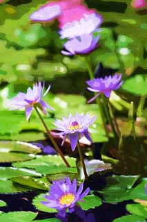 illustration,material,free,landscape,picture,painting,color pencil,crayon,drawing,A tropical water lily, , water lily, , 