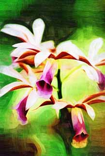 illustration,material,free,landscape,picture,painting,color pencil,crayon,drawing,Red and a white progenitor orchid, orchid, , An orchid, Gardening