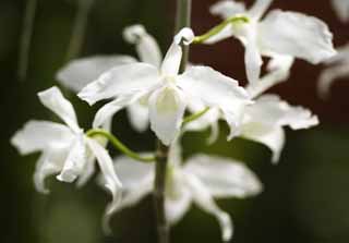 Foto, materiell, befreit, Landschaft, Bild, hat Foto auf Lager,Eine weie Vorfahrenorchidee, Orchidee, , Eine Orchidee, Gartenarbeit