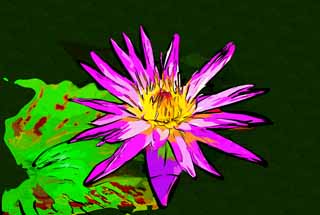 illustration,material,free,landscape,picture,painting,color pencil,crayon,drawing,A tropical water lily, , water lily, , 