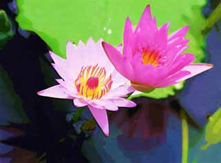 illustration,material,free,landscape,picture,painting,color pencil,crayon,drawing,A tropical water lily, , water lily, , 