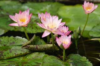 photo,material,free,landscape,picture,stock photo,Creative Commons,A tropical water lily, , water lily, , 