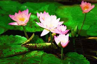 illustration,material,free,landscape,picture,painting,color pencil,crayon,drawing,A tropical water lily, , water lily, , 