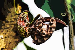 illust,tela,gratis,paisaje,fotografa,idea,pintura,Lpiz de color,dibujo,Una lanzador planta, Un insectvoro, , Planta de interior, La zona tropical