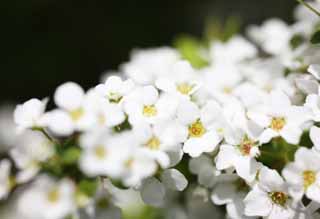 photo,material,free,landscape,picture,stock photo,Creative Commons,A spiraea, Go; a willow, flower of the spring, park, floret