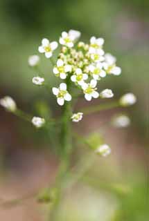 photo,material,free,landscape,picture,stock photo,Creative Commons,A shepherd's pouch, , flower of the spring, park, floret