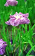 photo,material,free,landscape,picture,stock photo,Creative Commons,Irises, purple, , , 