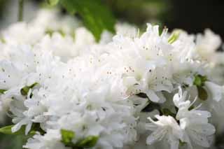 fotografia, materiale, libero il panorama, dipinga, fotografia di scorta,Un'azalea bianca, Un'azalea, , , Bianco