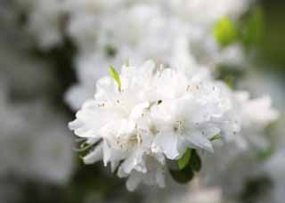 photo,material,free,landscape,picture,stock photo,Creative Commons,A white azalea, An azalea, An azalea, An azalea, White