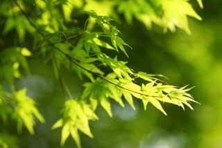 foto,tela,gratis,paisaje,fotografa,idea,El permiso joven del arce, El verde fresco, Green, Permiso joven, Permisos de color