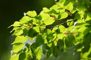 photo,material,free,landscape,picture,stock photo,Creative Commons,Verdure, The fresh green, Green, young leave, bud