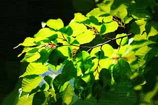 illustration,material,free,landscape,picture,painting,color pencil,crayon,drawing,Verdure, The fresh green, Green, young leave, bud