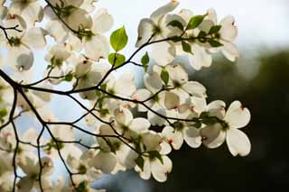photo,material,free,landscape,picture,stock photo,Creative Commons,An American dogwood, An American dogwood, flower of the spring, Watch a flower; an enthusiast, 