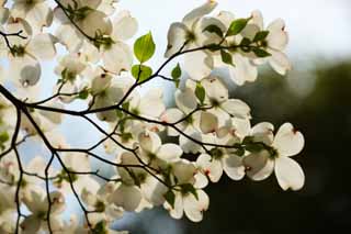 fotografia, materiale, libero il panorama, dipinga, fotografia di scorta,Un dogwood americano, Un dogwood americano, fiore della primavera, Guardi un fiore; un entusiasta, 