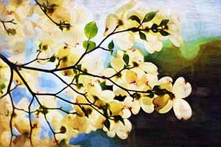 illustration,material,free,landscape,picture,painting,color pencil,crayon,drawing,An American dogwood, An American dogwood, flower of the spring, Watch a flower; an enthusiast, 
