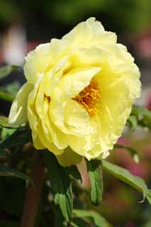 photo,material,free,landscape,picture,stock photo,Creative Commons,The peony of Hase-dera Temple, peony, button, peony, Mitera of the flower