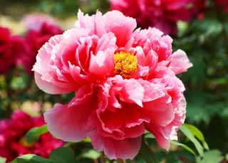 fotografia, materiale, libero il panorama, dipinga, fotografia di scorta,La peonia di Tempio di Hase-dera, peonia, bottone, , Mitera del fiore