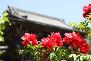 photo,material,free,landscape,picture,stock photo,Creative Commons,The peony of Hase-dera Temple, peony, button, peony, Mitera of the flower